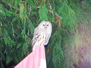 Owl on my flagpole with the infamous racoon rumble in background